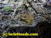 /home//u458753944/public_html/sourcegallery//Roxborough Toad Detour/2013-2019/2013/2013-04-09/P1120053.JPG